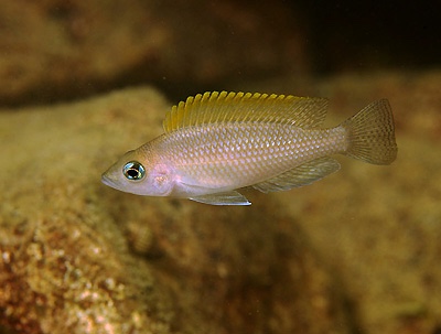 Neolamprologus caudopunctatus 'Chituta Bay'